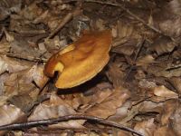 Goldgelber Lärchen-Röhrling